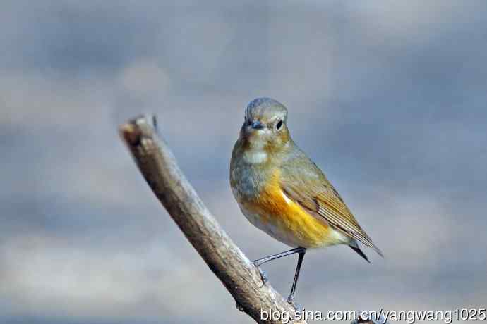 雌性红胁蓝尾鸲（68）