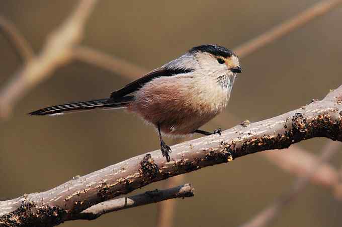 北京植物园赏鸟（四），银喉长尾山雀（组图）
