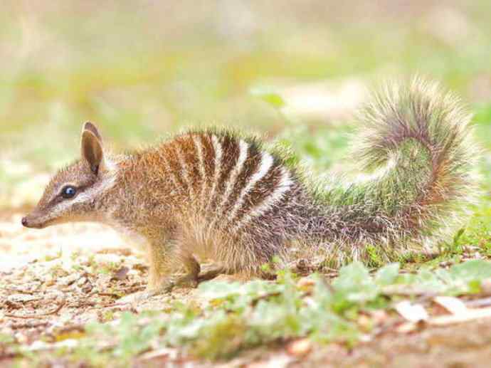 盘点十二大著名食蚁动物：袋食蚁兽
