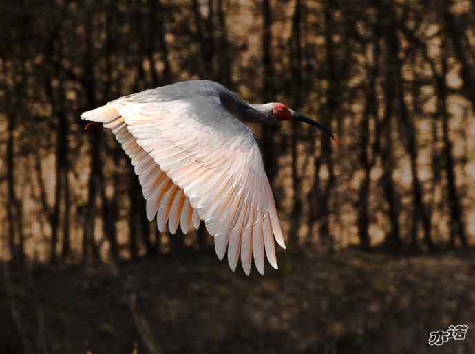 朱鹮&nbsp;wbr路&nbsp;wbr吉祥之鸟