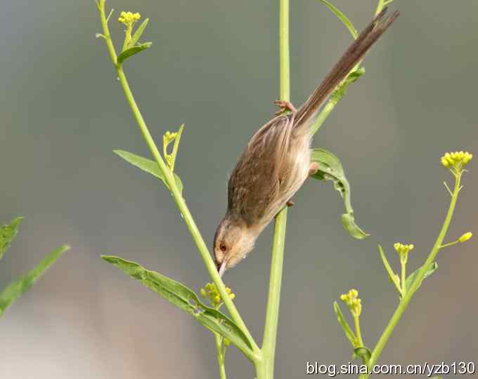 跳跃于菜花间的小精灵——褐头鹪莺（组图）