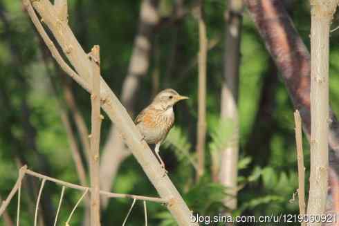 内蒙古鸟类摄影——告别60D+适马500