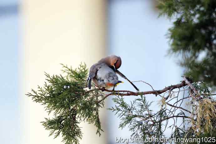 美吗?（太平鸟梳理篇）2