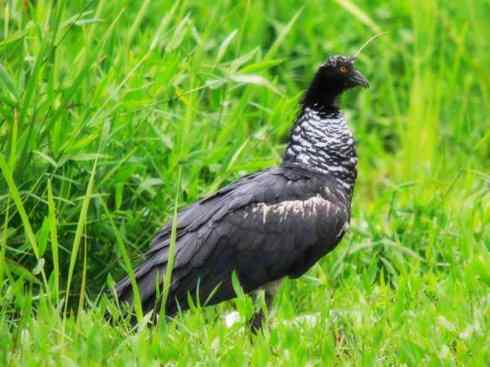 猎奇：十大奇异的雁鸭之一（叫鸭、天鹅）