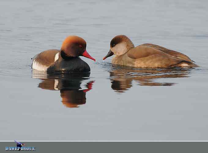 赤嘴潜鸭：冬天の靓色