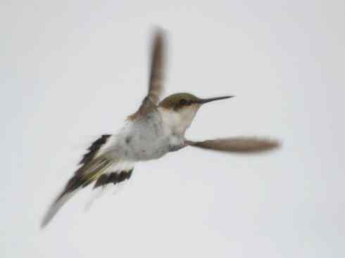 鸟类之最:角蜂鸟 鸟类之最:角蜂鸟