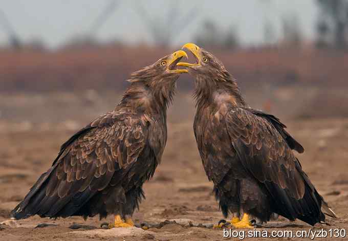 哥俩好鈥斺敽５裥值埽ㄗ橥迹11张图片）