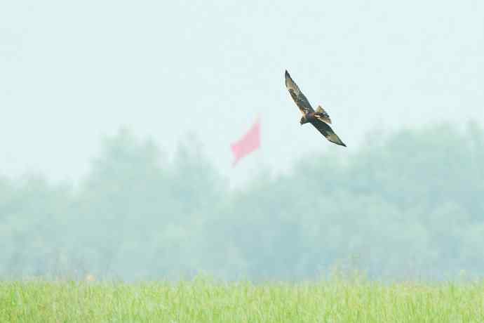 猛禽白腹鹞(生境)