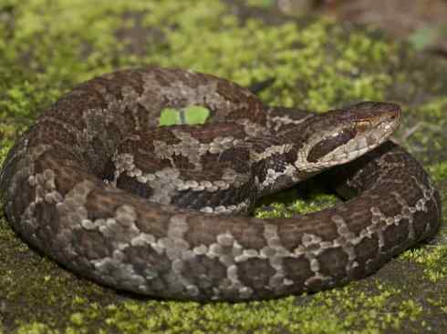 龙：传说的兽原型探秘（蝮蛇类）