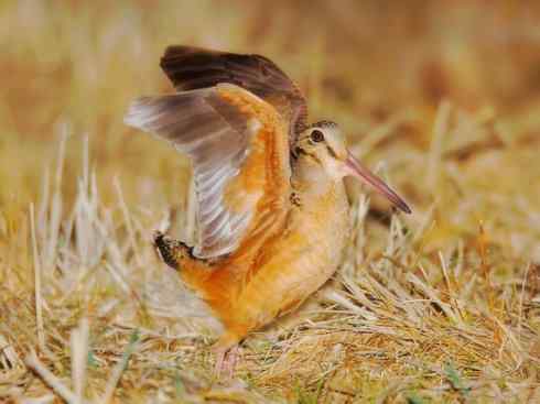 鸟类之最:小丘鹬