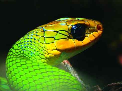 龙：传说的兽原型探秘（树蛇类）