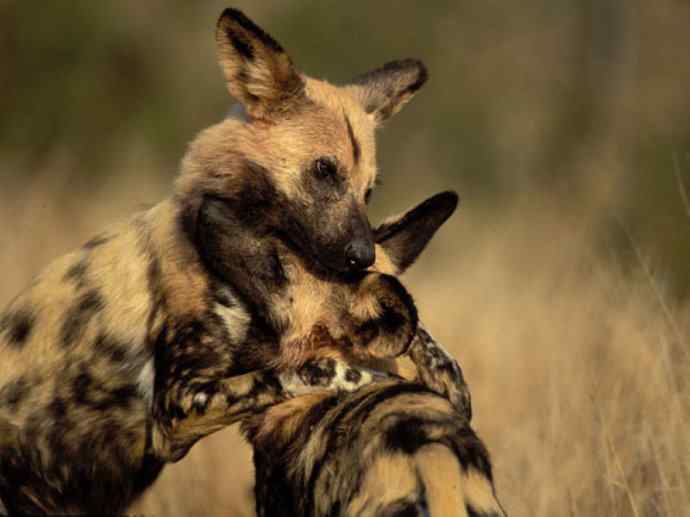 犬科：薮犬亚科非洲野犬属之非洲野犬
