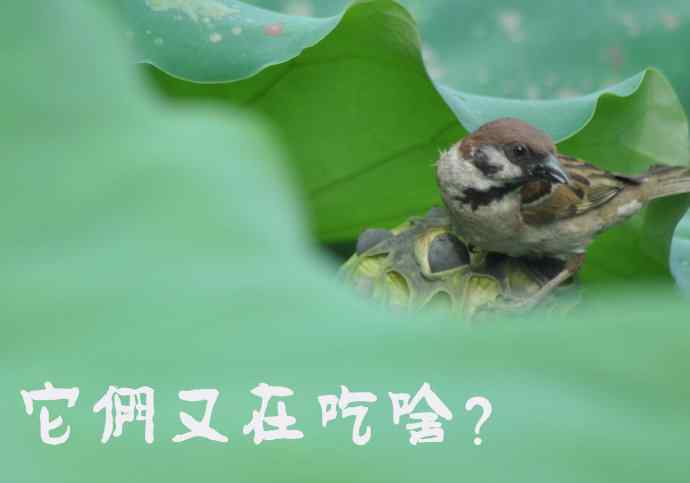 北京紫竹园公园的鸟类——雀儿的表情