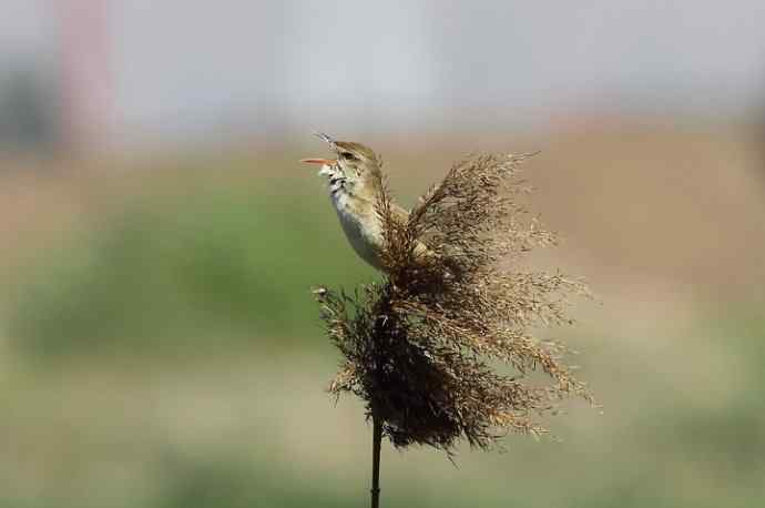 东方大苇莺 东方大苇莺