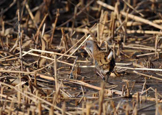 蓝胸秧鸡（记录版）