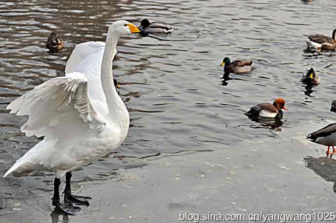 冰上舞蹈（白天鹅、赤麻鸭）