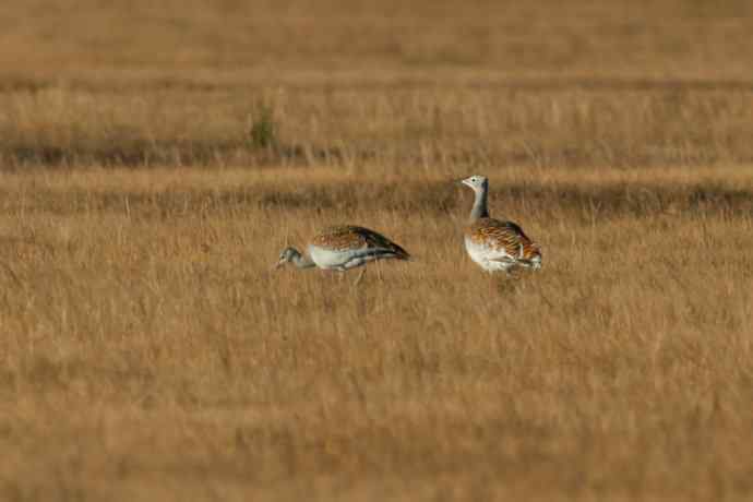 克旗草原 wbr邂逅大鸨