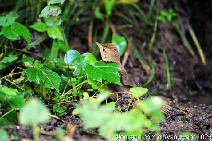 厚嘴苇莺(2) 厚嘴苇莺(2)