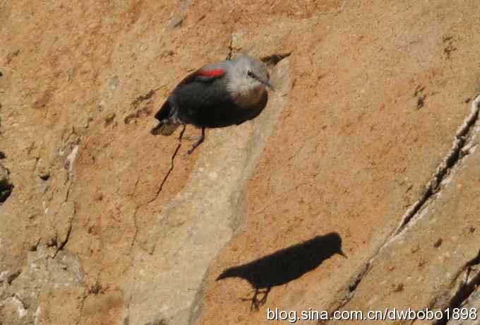 优雅红翅 旋壁山岩