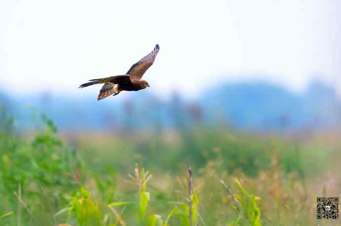 悬停舞者鈥斺斎叼