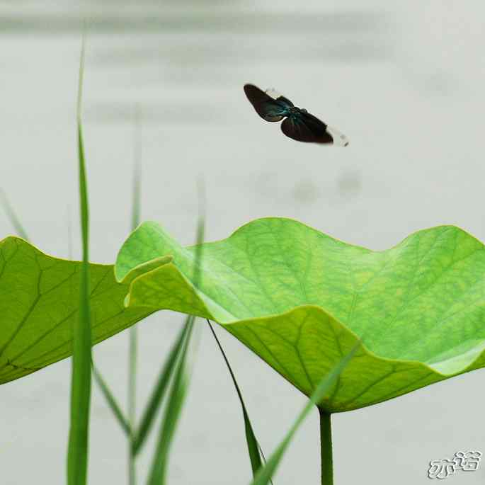 圆明园&nbsp;wbr路&nbsp;wbr黑丽翅蜻鈥斺敽商裂蘧