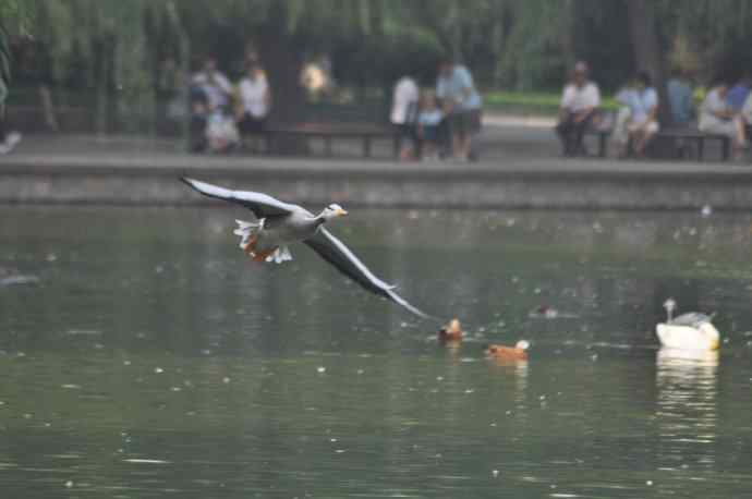 白天鹅、斑头雁