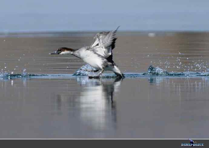 弱肉强食：白秋沙追抢小 wbr口中夺鱼
