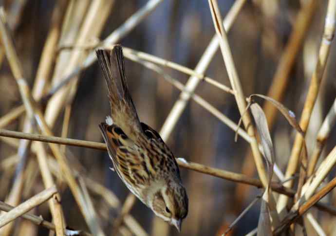 雌性灰头鹀（3）