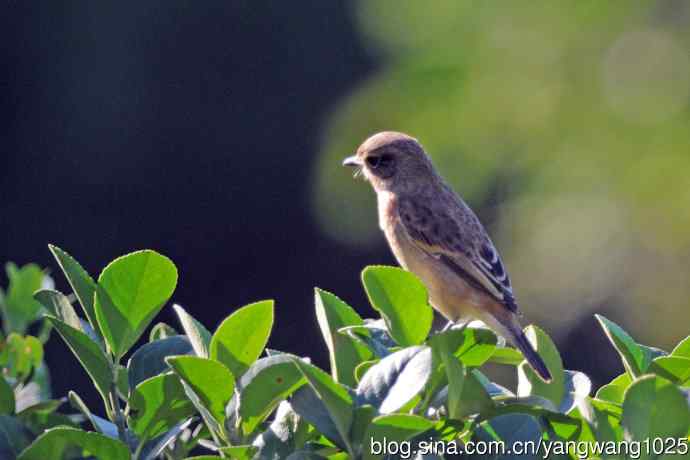 黑喉石鵖鸟（1）