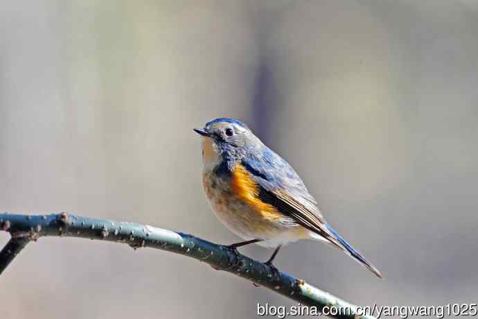 雄性红胁蓝尾鸲（27）