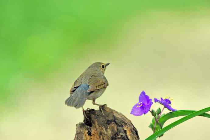 雌性蓝歌鸲与紫露草（4）