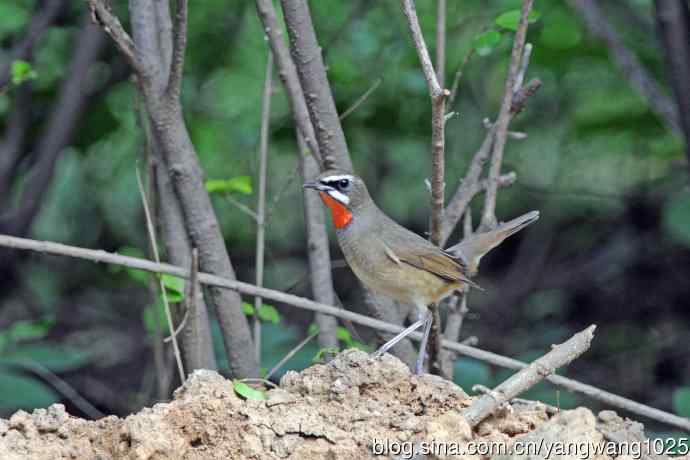 雄性红喉歌鸲(20) 雄性红喉歌鸲(20)