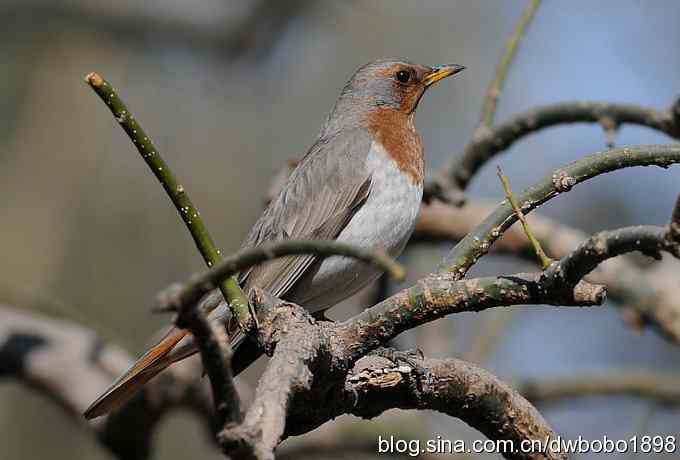 赤颈鸫和珠颈斑鸠