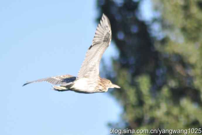 飞（夜鹭） wbr3