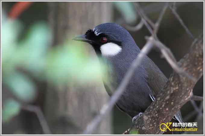 黑喉噪鹛&bull;斑姬啄木鸟【照片】