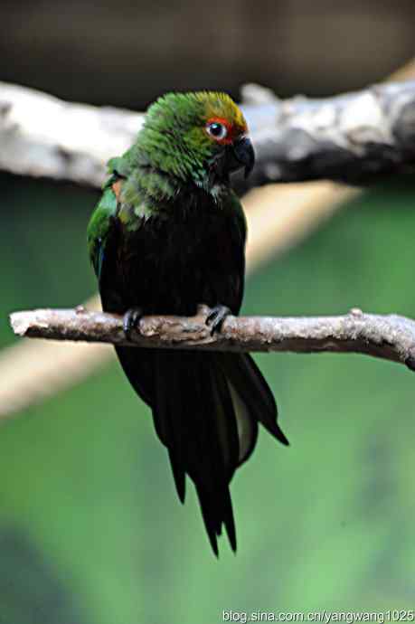 北京动物园的鸟类——杂片（鸟儿）