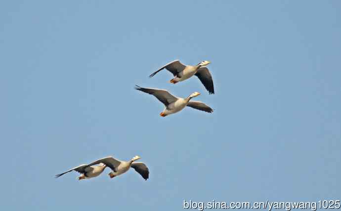 斑头雁（习作）