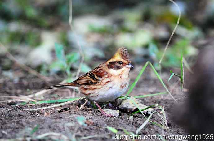 雌性黄喉鹀（11）