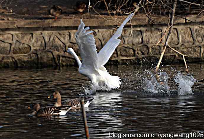 白天鹅之舞 wbr wbr3