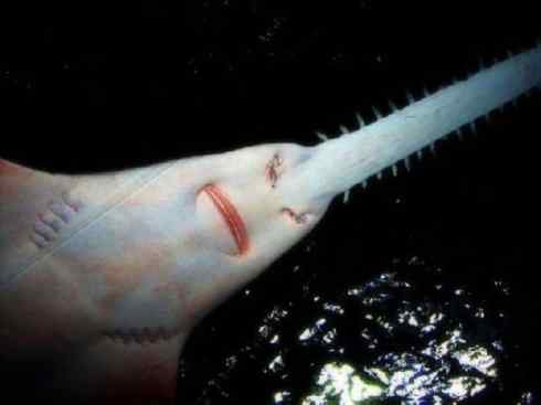 自然奇观：动物大迁徙(鲼)