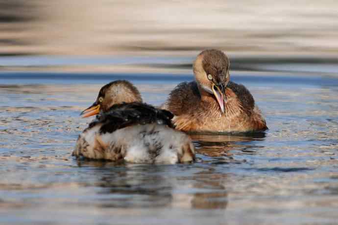 两只小鸊鷉 浅议趴拍