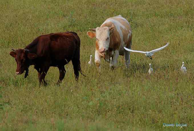 牛鹭两相伴 wbr景鸟一镜收 牛鹭两相伴 wbr景鸟一镜收