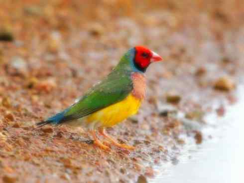 美丽无罪：雀鸟之雀类