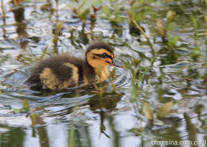 鸟图---见鸟就拍