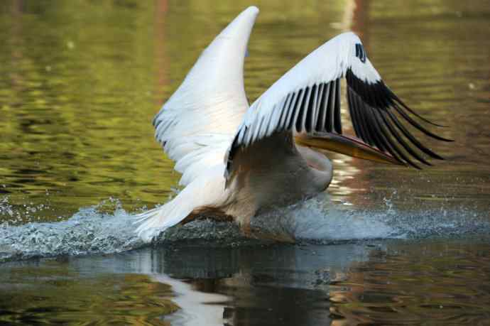 再拍鹈鹕 wbr wbr14