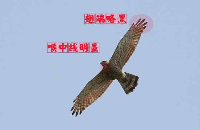 猛禽大全——中国东部地区27种迁徙类猛禽辨识