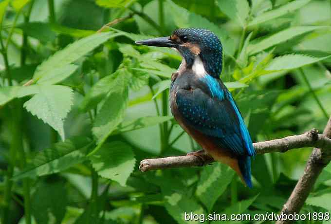 小小翠儿沐浴着父爱快乐成长--献给父亲节