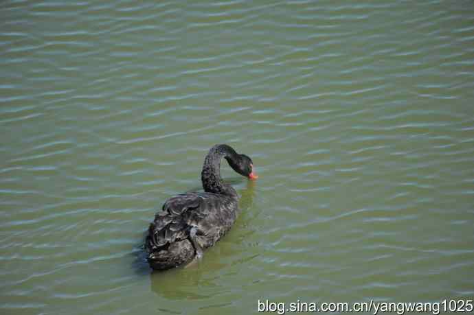 再游麋鹿苑（黑天鹅篇）