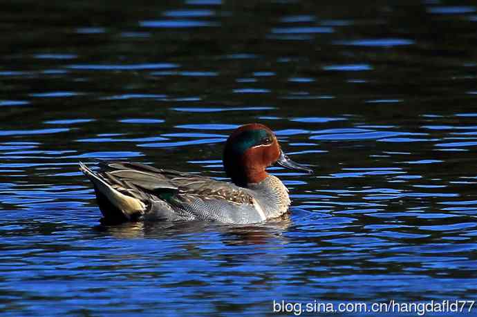 美洲绿翅鸭（2）