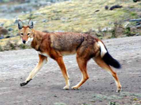 犬科:犬亚科犬属之西门豺、侧纹豺(胡狼类) 犬科:犬亚科犬属之西门豺、侧纹豺(胡狼类)